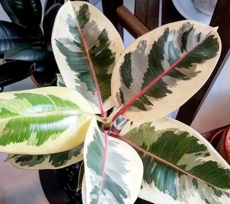 花葉橡皮樹|嘉禾苗圃 花葉橡皮樹|嘉禾苗圃