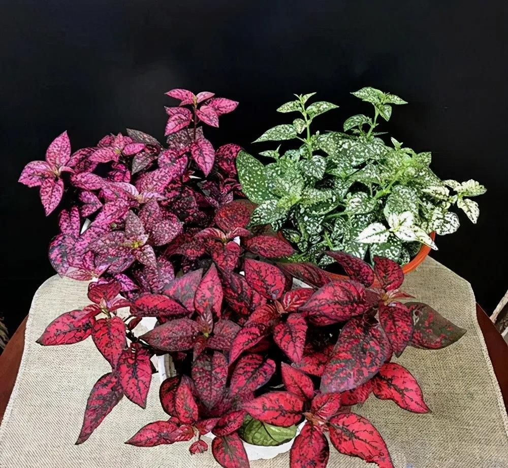 嫣紅蔓|嘉禾苗圃 嫣紅蔓|嘉禾苗圃