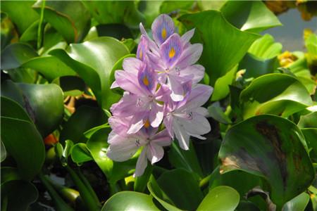 西安綠植租賃養(yǎng)護農(nóng)藥|嘉禾苗圃 西安綠植租賃養(yǎng)護農(nóng)藥|嘉禾苗圃