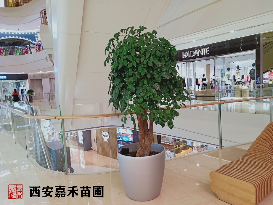 西安綠植租賃幸福樹(shù)|嘉禾苗圃