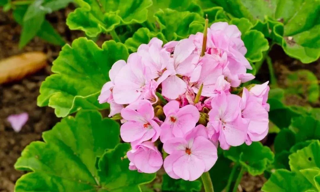 天竺葵|嘉禾苗圃 天竺葵|嘉禾苗圃