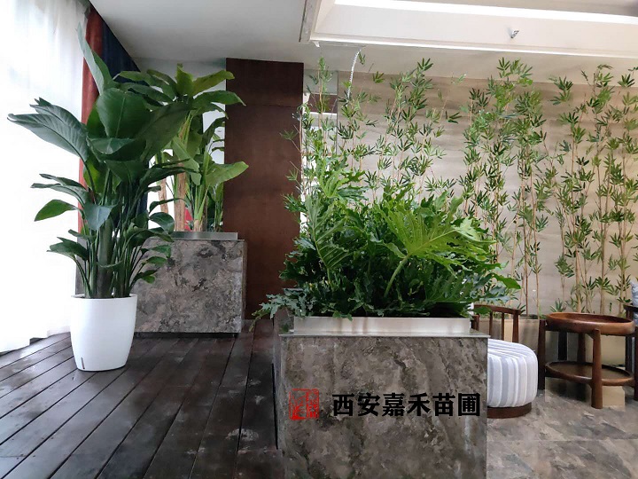西安綠植租賃養(yǎng)護標準|嘉禾苗圃