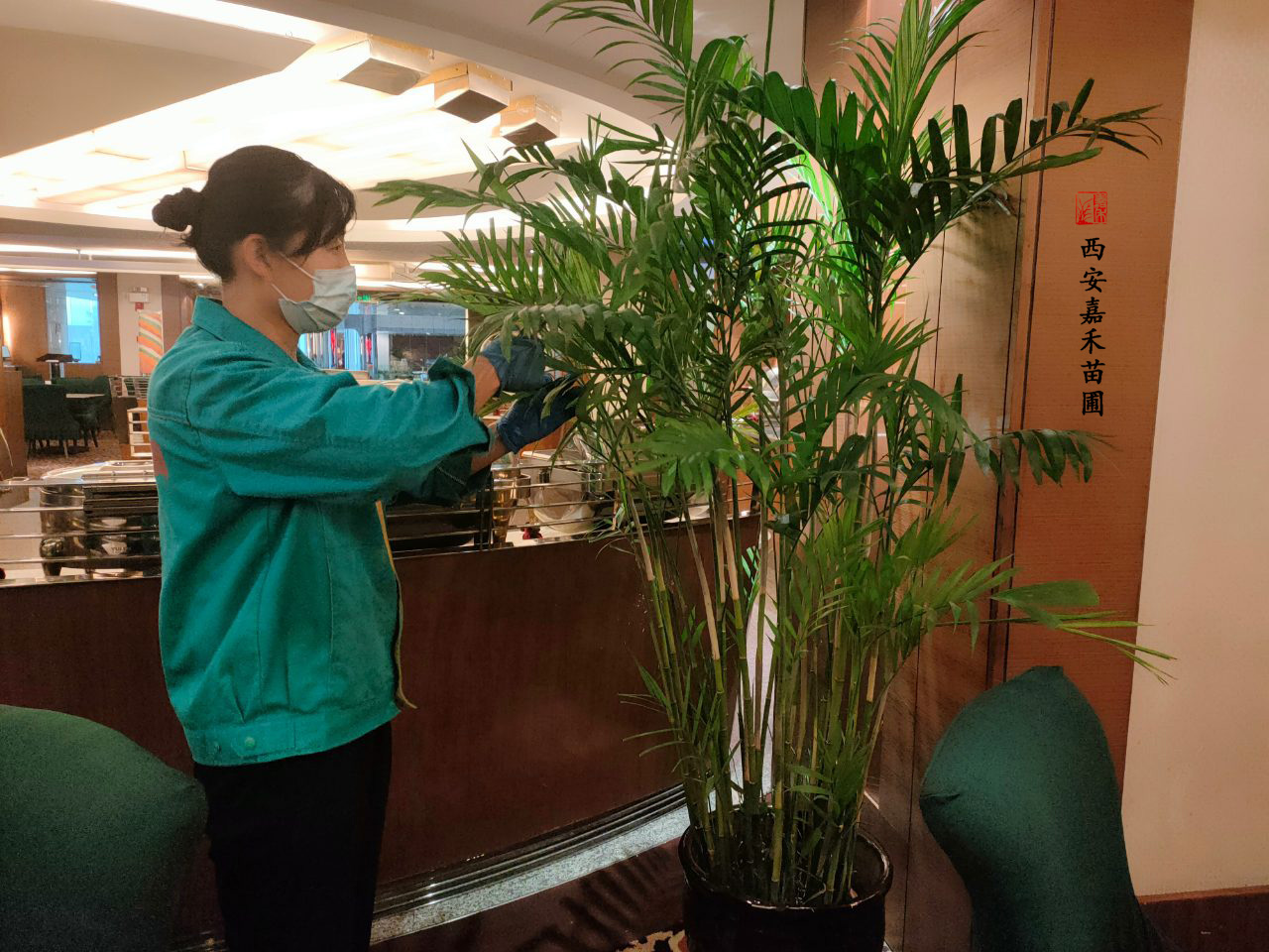 西安綠植租賃養(yǎng)護(hù)行為|嘉禾苗圃