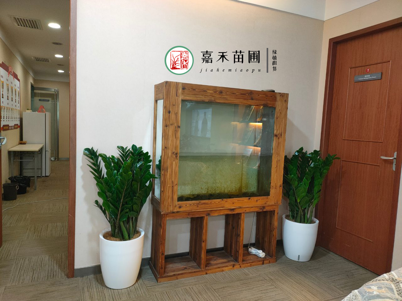 西安金錢樹租賃|嘉禾苗圃