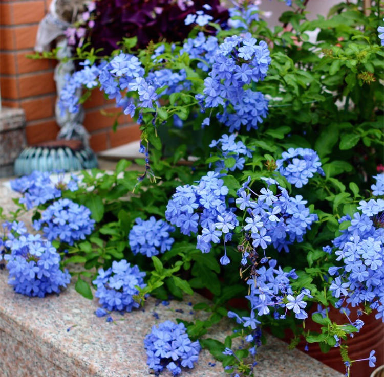 夏季西安花卉租賃|嘉禾苗圃 夏季西安花卉租賃|嘉禾苗圃