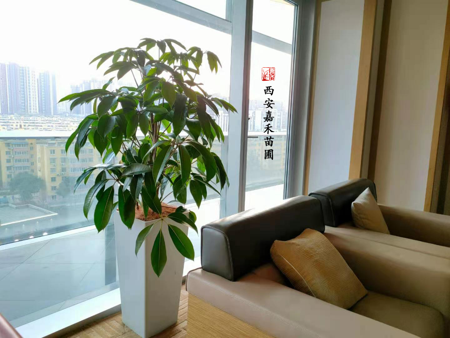 西安綠植租賃大葉傘|西安嘉禾苗圃 西安綠植租賃大葉傘|西安嘉禾苗圃