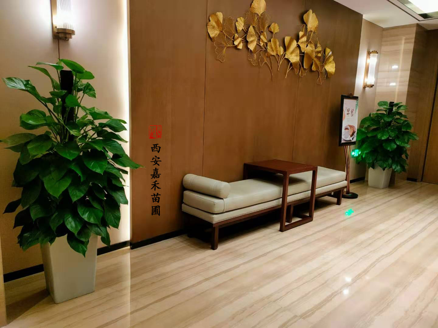 西安售樓部綠植租賃|嘉禾苗圃