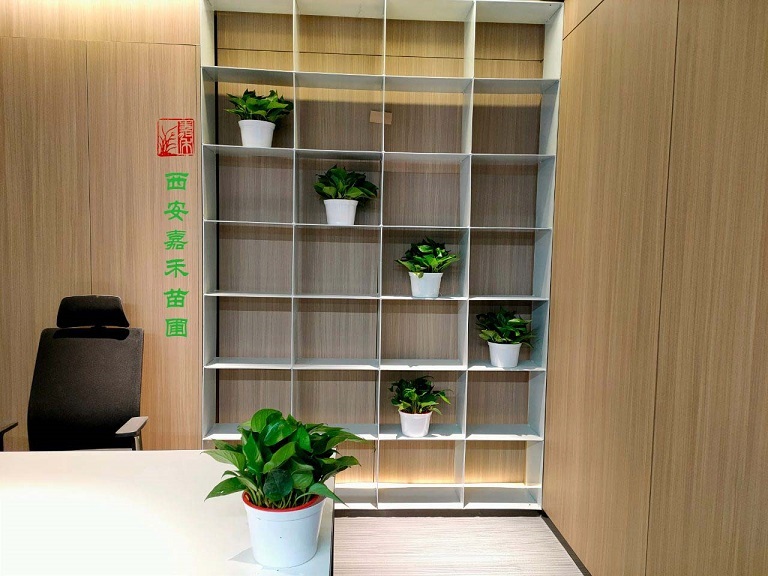 西安綠植租擺植物功效|嘉禾苗圃
