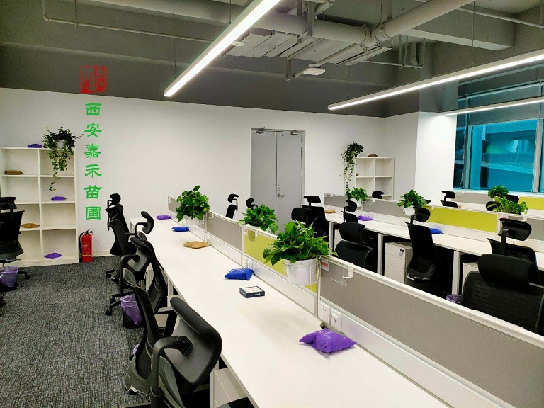 西安辦公室綠植租擺多少錢(qián)|嘉禾苗圃