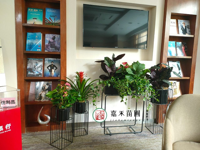 西安大型辦公場所花卉綠植租擺|西安嘉禾苗圃