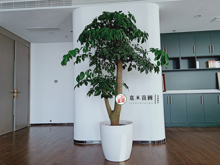 西安大型寫(xiě)字樓綠植租賃價(jià)格|嘉禾苗圃