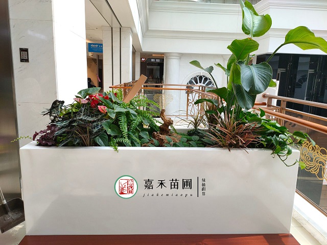 西安綠植租賃好寓意|嘉禾苗圃 西安綠植租賃好寓意|嘉禾苗圃