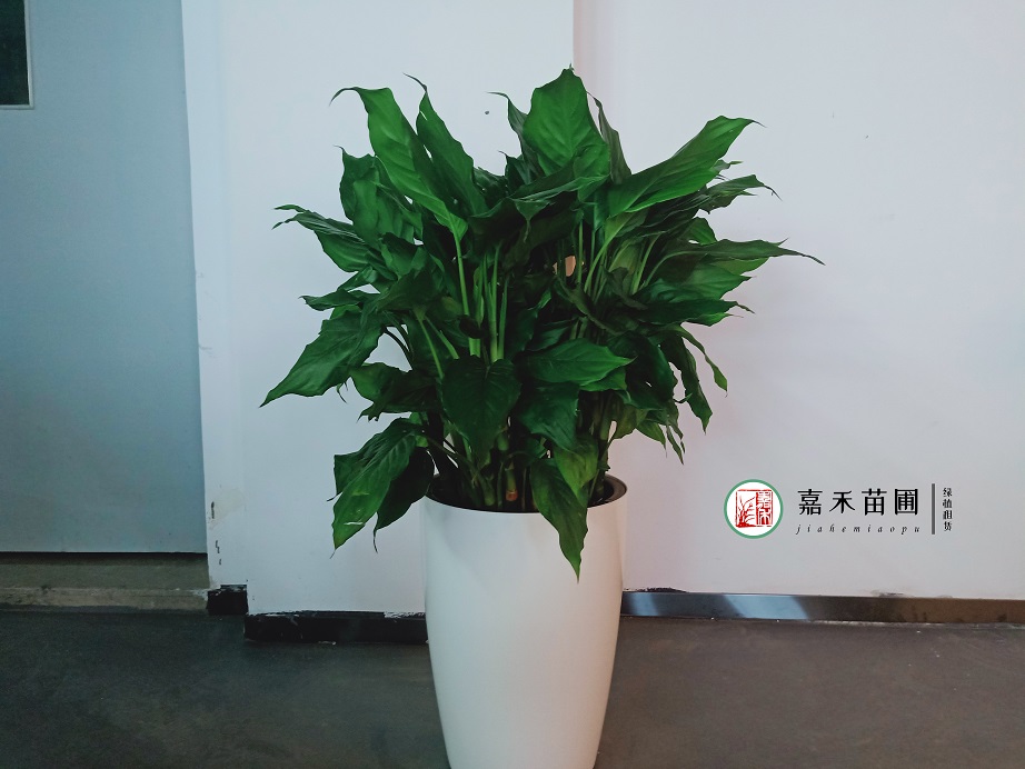 西安花卉租賃病蟲害|嘉禾苗圃