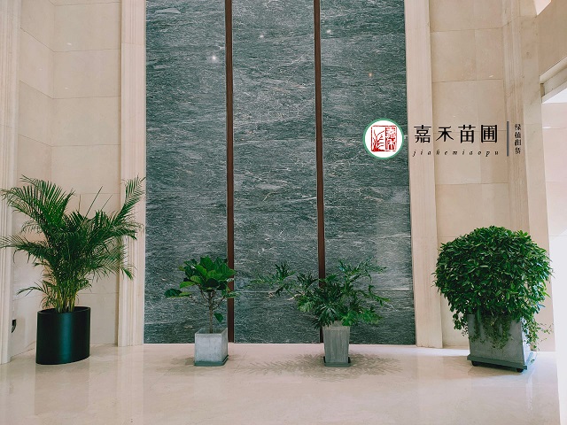 西安花卉租賃金邊瑞香|西安嘉禾苗圃 西安花卉租賃金邊瑞香|西安嘉禾苗圃