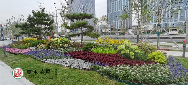 花境景觀養(yǎng)護方案|西安嘉禾苗圃