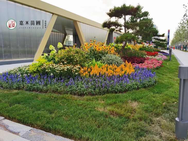 花境養(yǎng)護實施方案|西安嘉禾苗圃