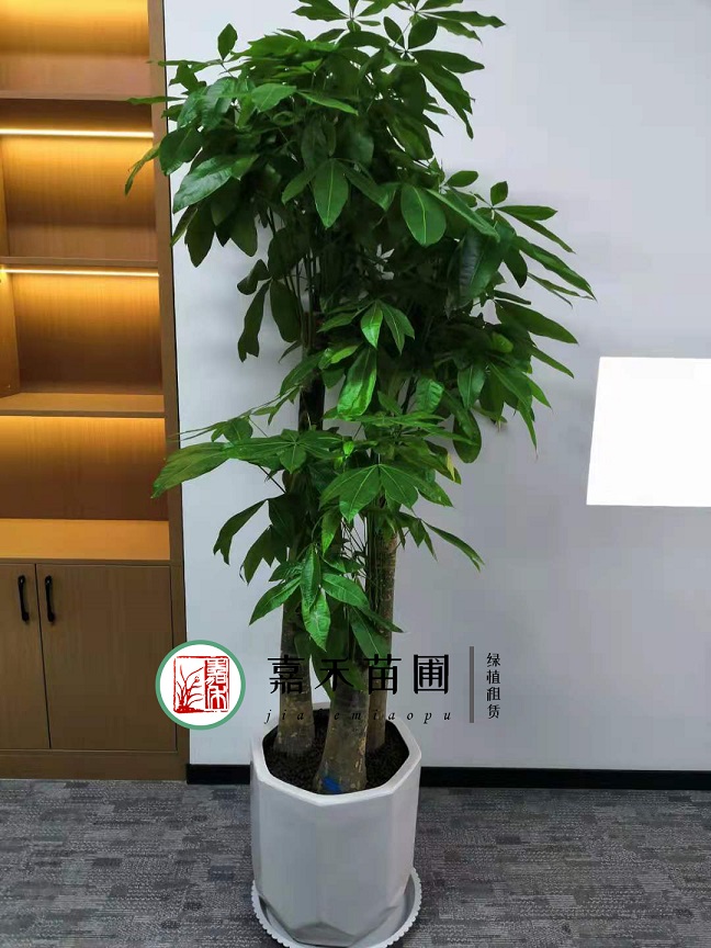 西安發(fā)財樹綠植租賃|嘉禾苗圃