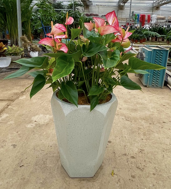 西安花卉租賃粉掌|西安嘉禾苗圃 西安花卉租賃粉掌|西安嘉禾苗圃