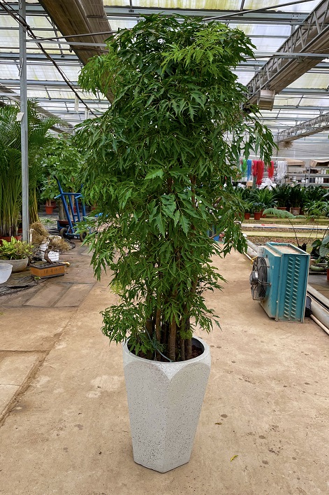 西安福祿壽植物租擺|西安嘉禾苗圃