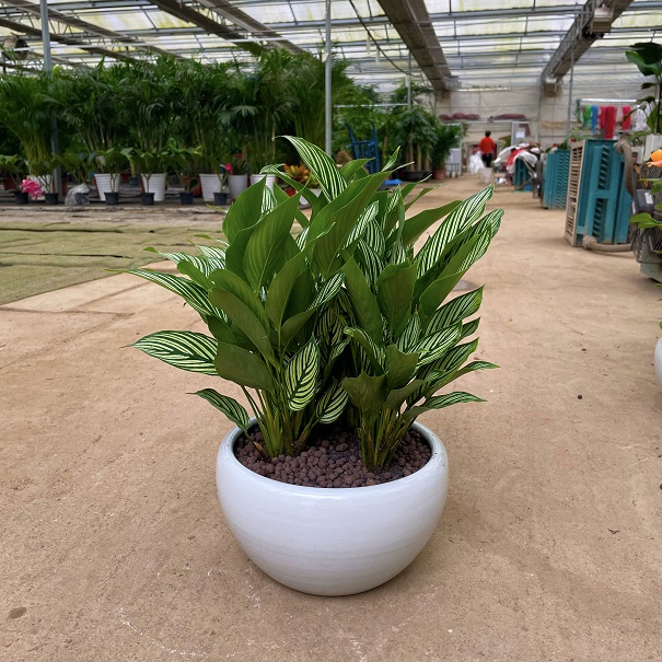 西安綠植租賃青紋竹芋|西安嘉禾苗圃 西安綠植租賃青紋竹芋|西安嘉禾苗圃