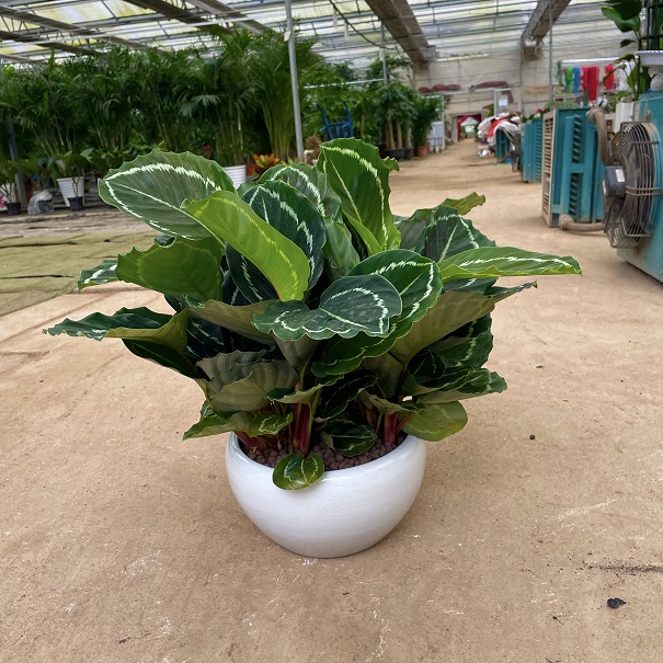 青蘋果竹芋養(yǎng)護(hù)方法|西安嘉禾苗圃 青蘋果竹芋養(yǎng)護(hù)方法|西安嘉禾苗圃