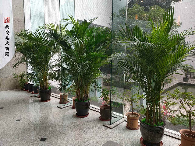 西安花卉租擺風(fēng)水|西安嘉禾苗圃 西安花卉租擺風(fēng)水|西安嘉禾苗圃