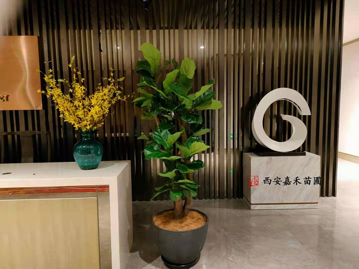 西安辦公室花卉租擺風(fēng)水|西安嘉禾苗圃 西安辦公室花卉租擺風(fēng)水|西安嘉禾苗圃