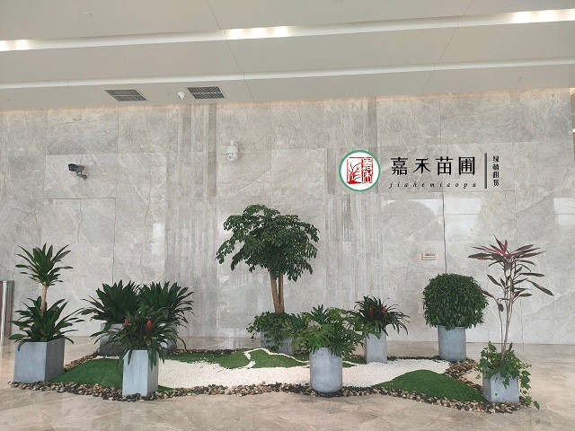 西安商場(chǎng)花卉租賃|西安嘉禾苗圃