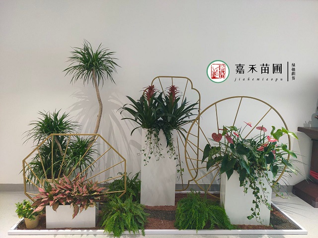 西安商場(chǎng)綠植租擺|西安嘉禾苗圃
