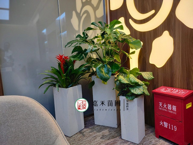 西安室內(nèi)花卉租擺方案|嘉禾苗圃