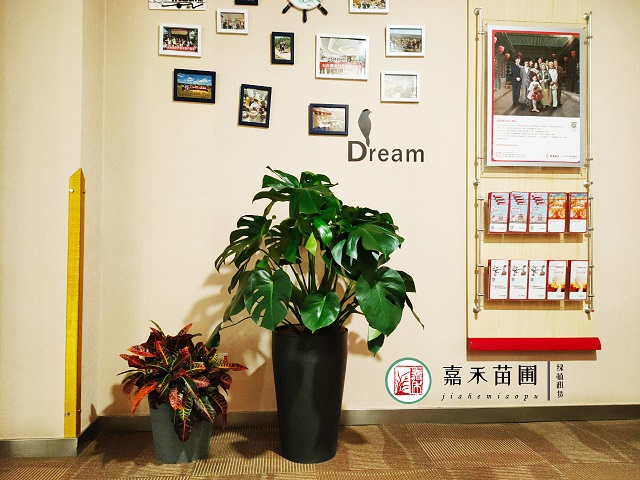 西安室內(nèi)綠植租擺方案|嘉禾苗圃