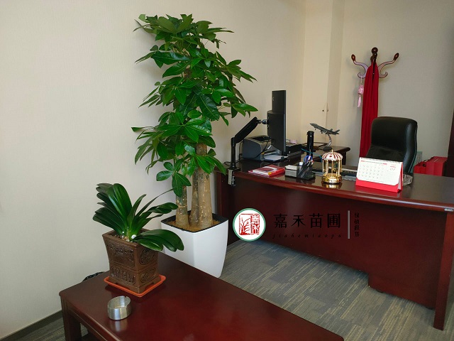 西安花卉租賃養(yǎng)護(hù)|嘉禾苗圃 西安花卉租賃養(yǎng)護(hù)|嘉禾苗圃