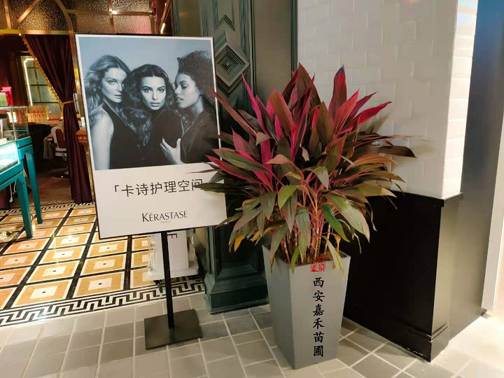 西安花卉租賃方案|嘉禾苗圃 西安花卉租賃方案|嘉禾苗圃