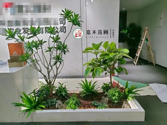 西安綠植租擺租賃|嘉禾苗圃