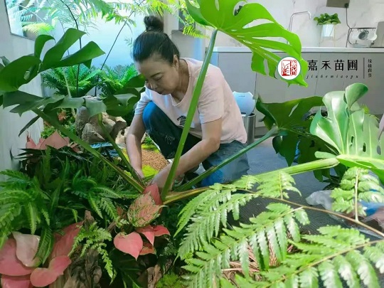 西安花卉租賃專(zhuān)業(yè)養(yǎng)護(hù)|嘉禾苗圃