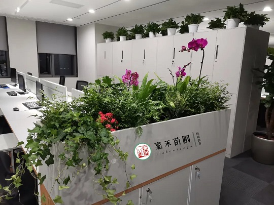西安花卉綠植租擺|嘉禾苗圃 西安花卉綠植租擺|嘉禾苗圃