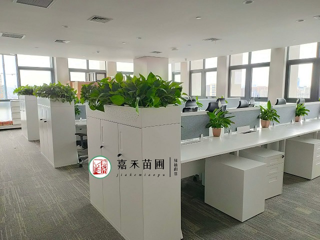西安辦公室花卉綠植租賃方案|嘉禾苗圃