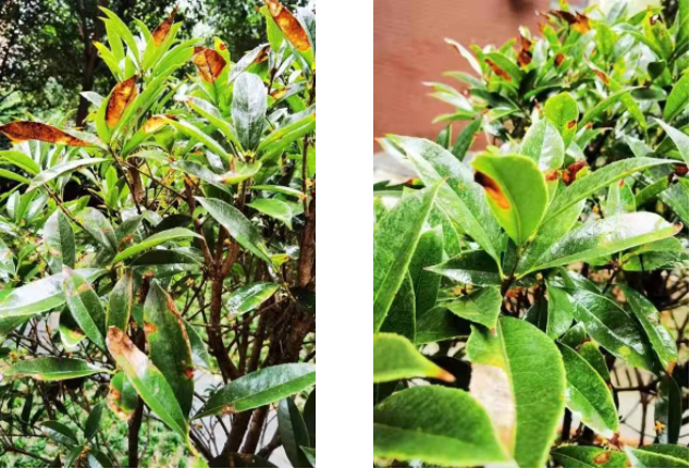 桂花樹葉子干枯變褐色|西安嘉禾苗圃