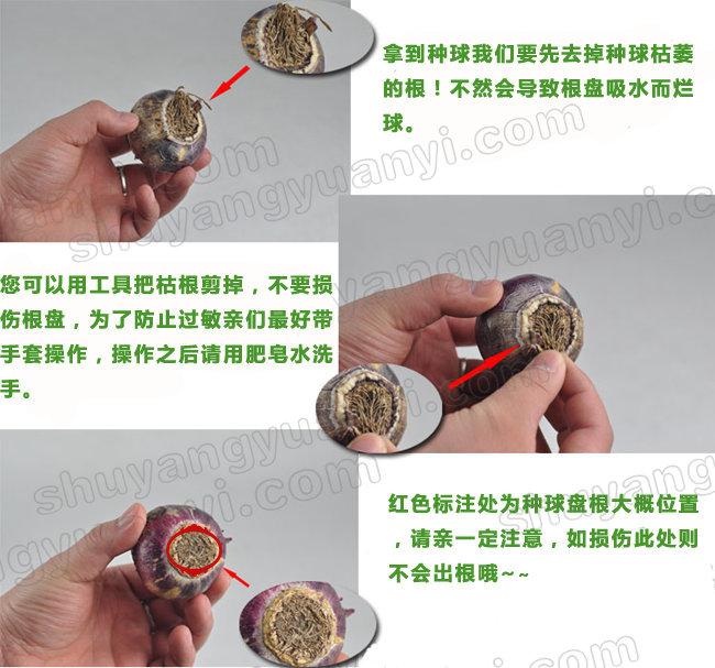 風(fēng)信子栽培方法|嘉禾苗圃 風(fēng)信子栽培方法|嘉禾苗圃