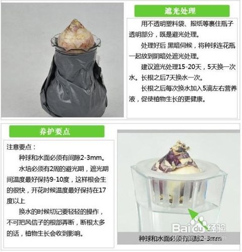 風(fēng)信子栽培技術(shù)|嘉禾苗圃 風(fēng)信子栽培技術(shù)|嘉禾苗圃