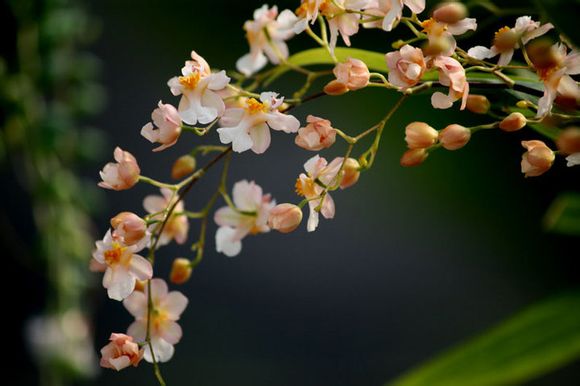 文心蘭養(yǎng)護(hù)技巧|西安嘉禾苗圃 文心蘭養(yǎng)護(hù)技巧|西安嘉禾苗圃