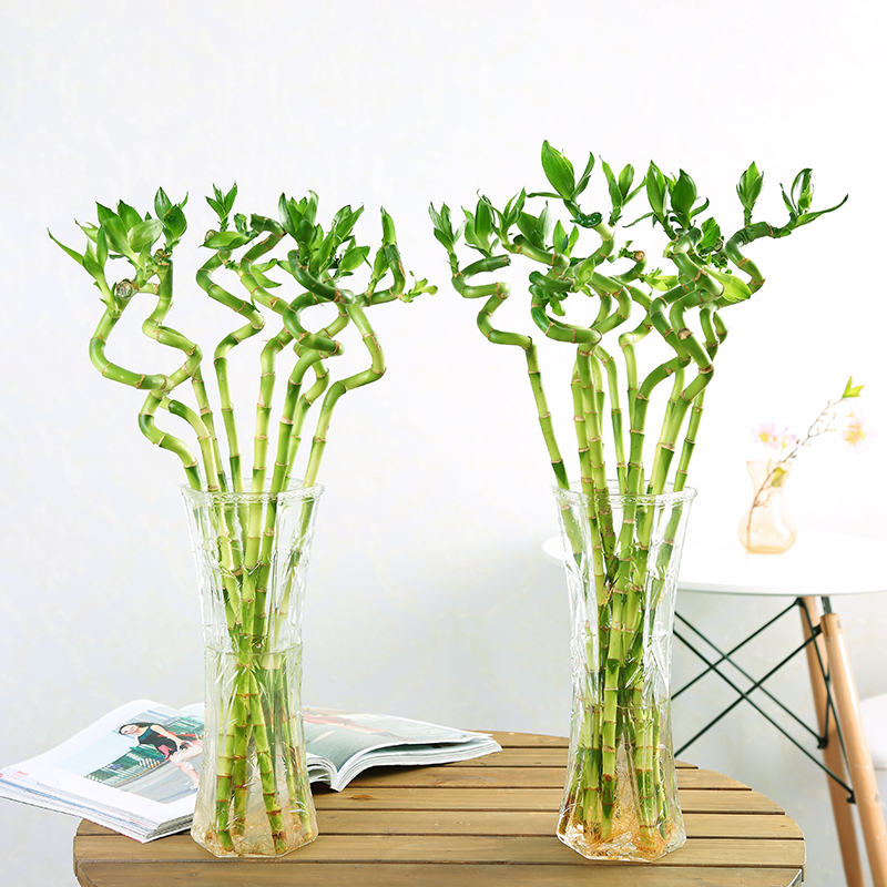 西安綠植租擺植物：嘉禾苗圃