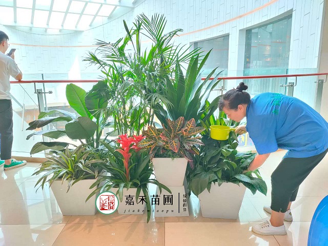 西安花卉綠植租賃養(yǎng)護|嘉禾苗圃
