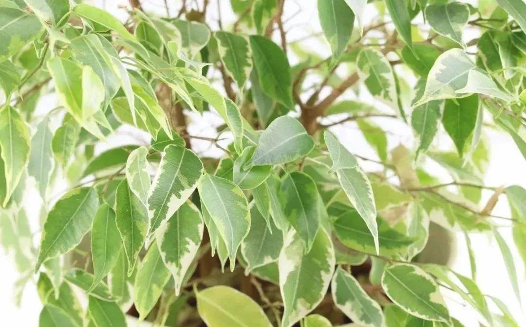 西安綠植租賃垂葉榕|西安嘉禾苗圃 西安綠植租賃垂葉榕|西安嘉禾苗圃