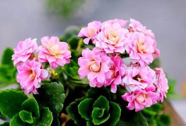 西安花卉租賃長(zhǎng)壽花|西安嘉禾苗圃 西安花卉租賃長(zhǎng)壽花|西安嘉禾苗圃