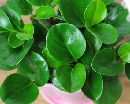 西安綠植租擺豆瓣綠|西安嘉禾苗圃