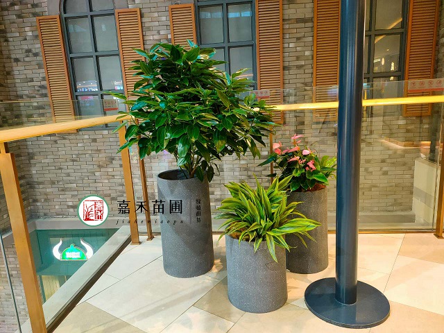 西安綠植租賃養(yǎng)花誤區(qū)|西安嘉禾苗圃