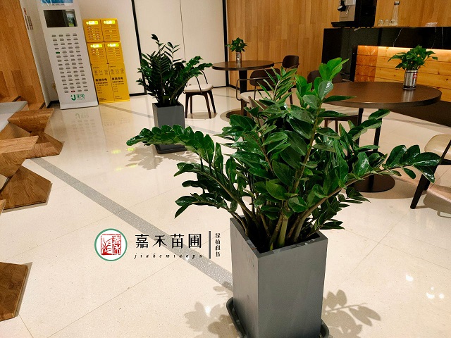 西安花卉租擺養(yǎng)護(hù)指南|西安嘉禾苗圃 西安花卉租擺養(yǎng)護(hù)指南|西安嘉禾苗圃