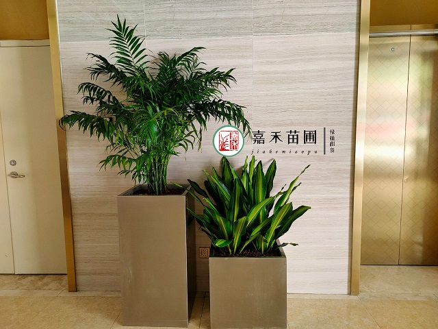 西安花卉綠植租賃方案|西安嘉禾苗圃