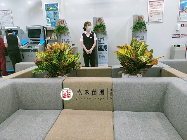 西安綠植租擺變?nèi)~木養(yǎng)護(hù)|嘉禾苗圃 西安綠植租擺變?nèi)~木養(yǎng)護(hù)|嘉禾苗圃